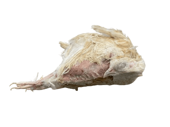 Spanish Ex-Layer quail 150-200 g