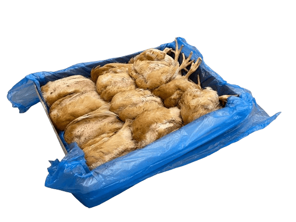 Poussin 500-600 g
