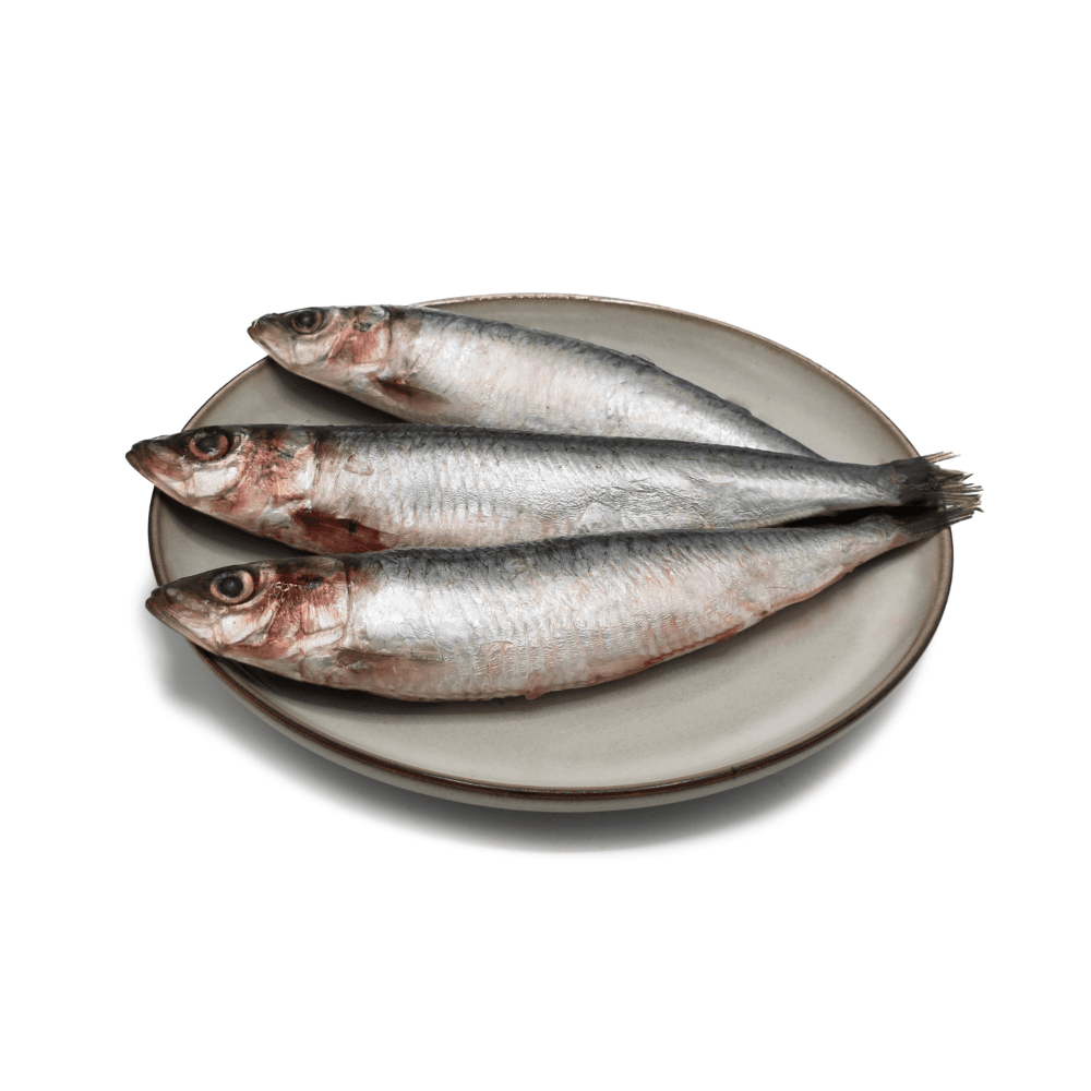 Sardines IQF - 10 kg doos