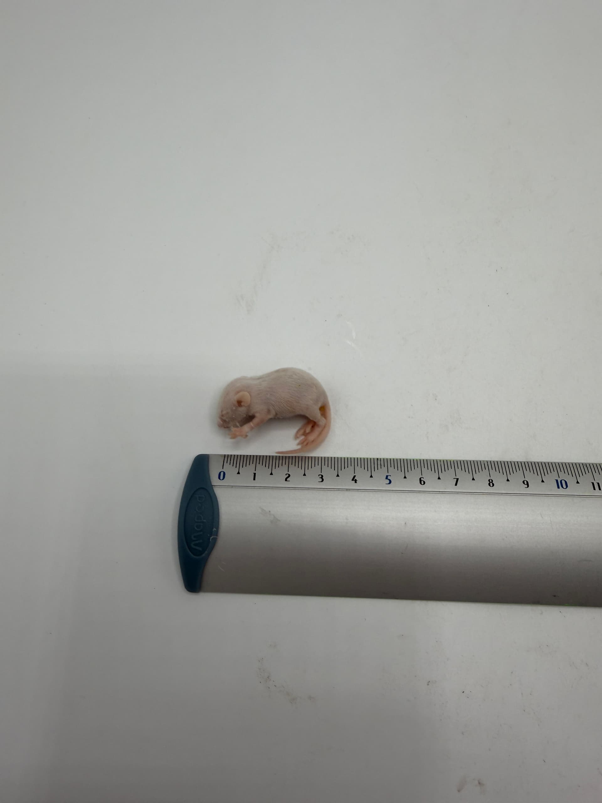 Baby Muis (1-4 g) B-kwaliteit