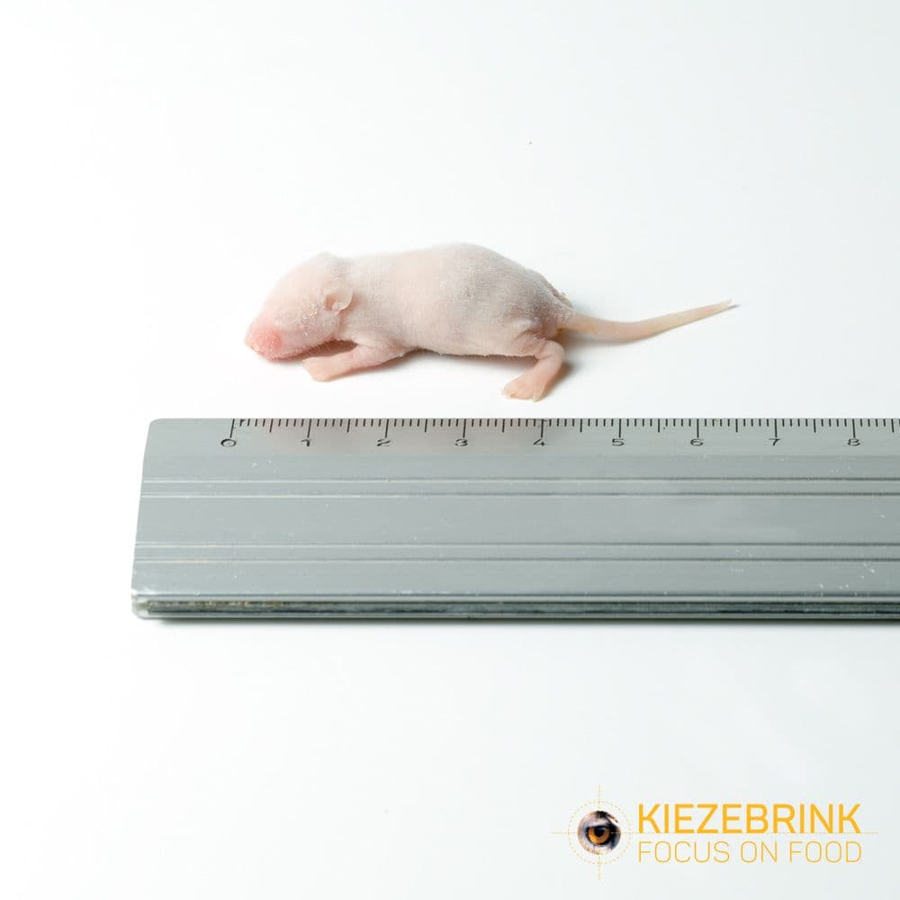 Baby Muis XXL (3-4 g)