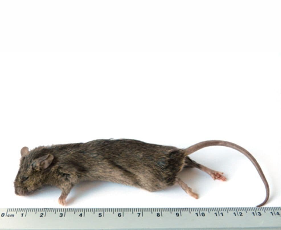 Grote Muis (23-30 g)