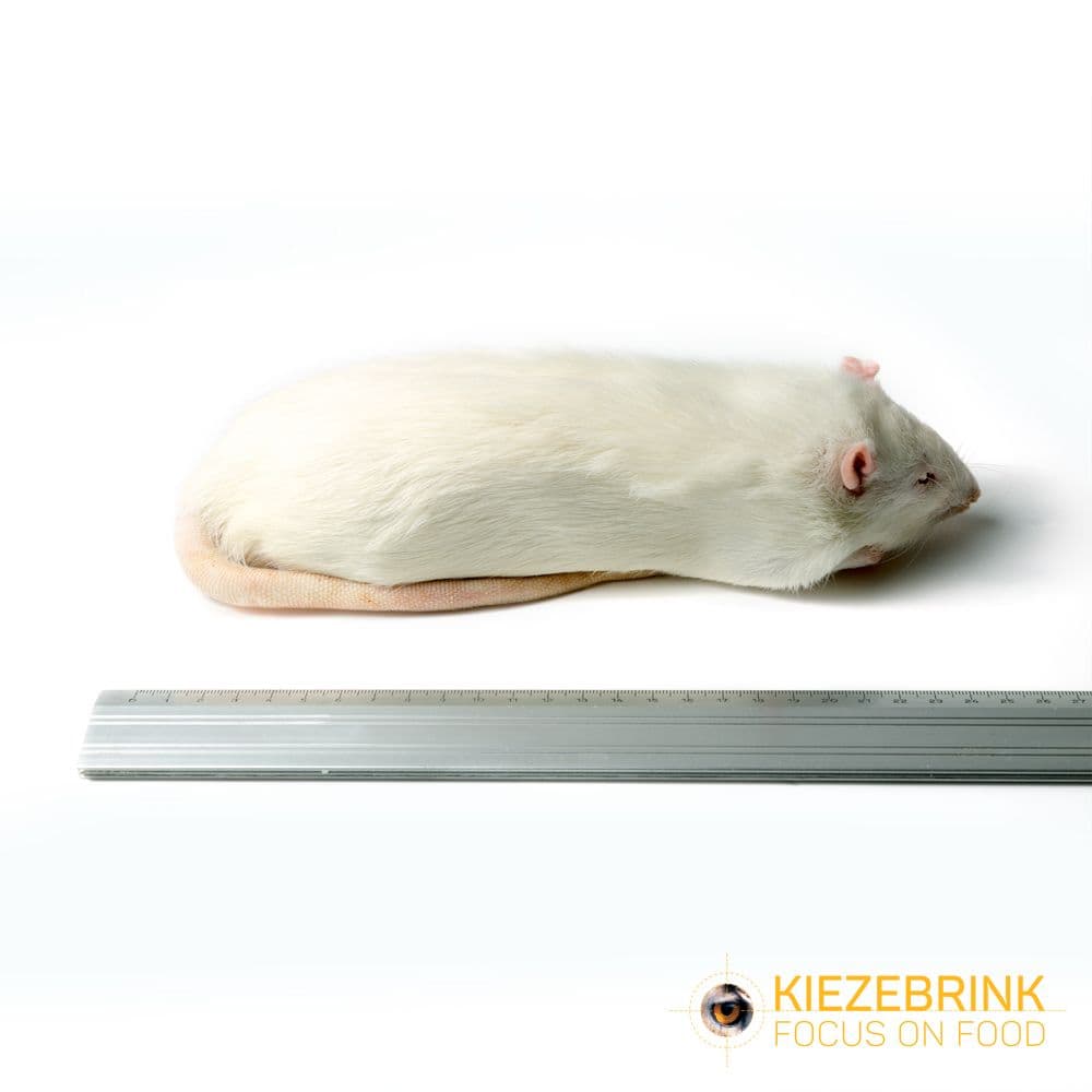 XL Jumbo Rat (>450 g)