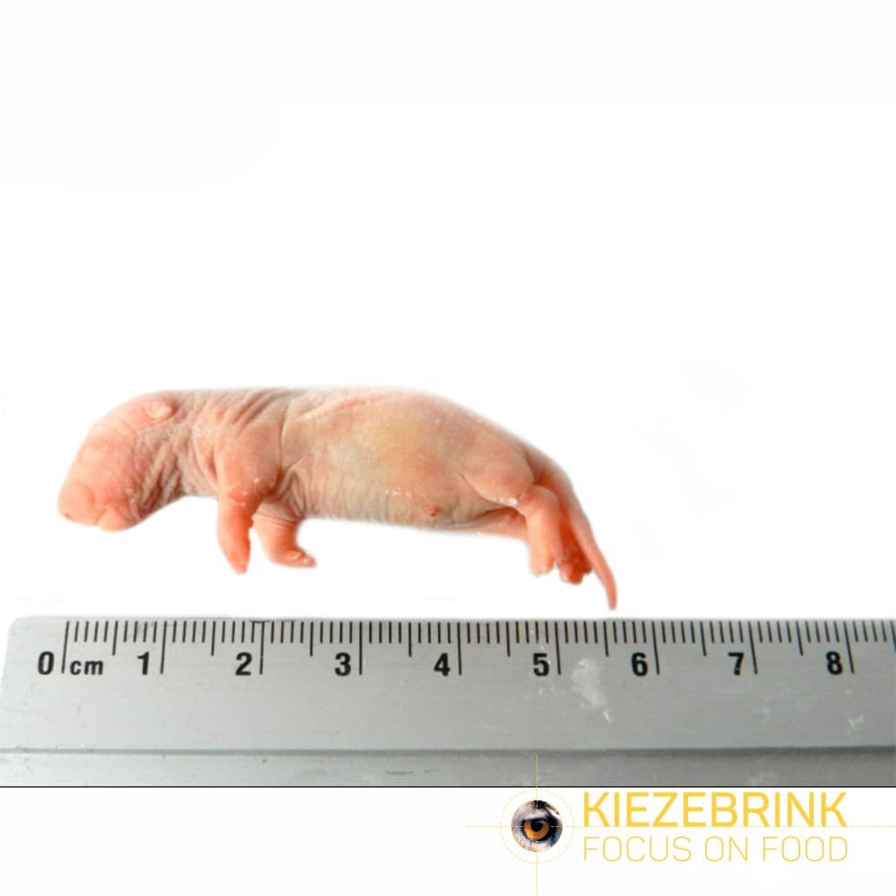Baby Rat (5-14 g)