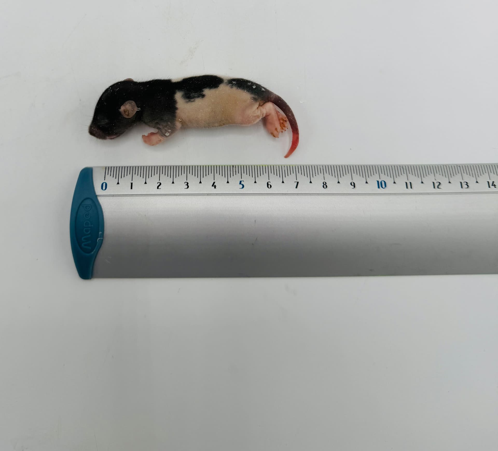 Fuzzy Rats (15-25 g)