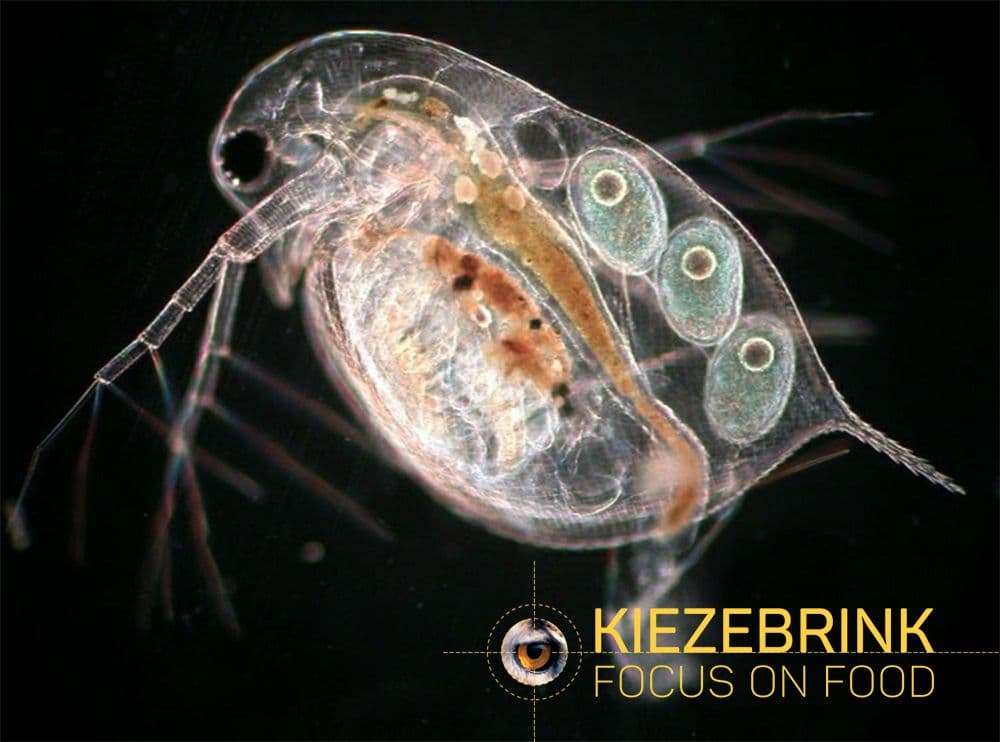 Watervlooien/Daphnia