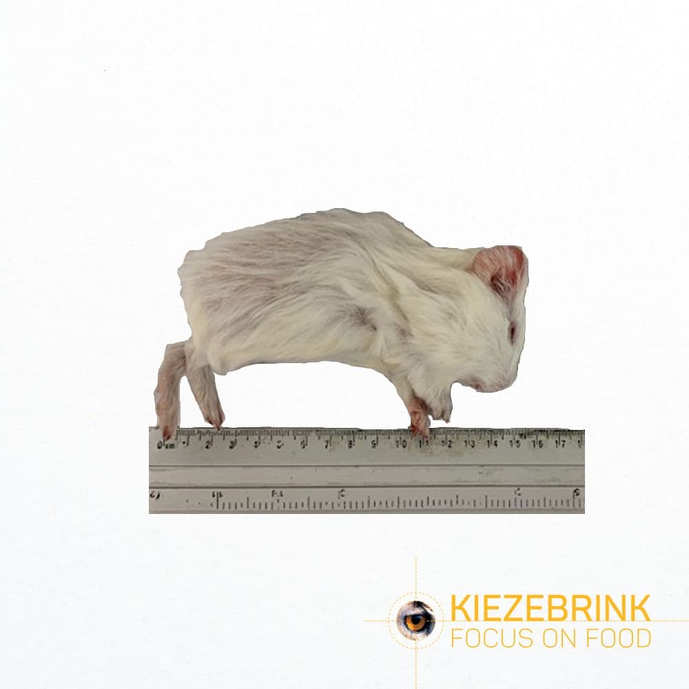 Cavia Small (<300 g)