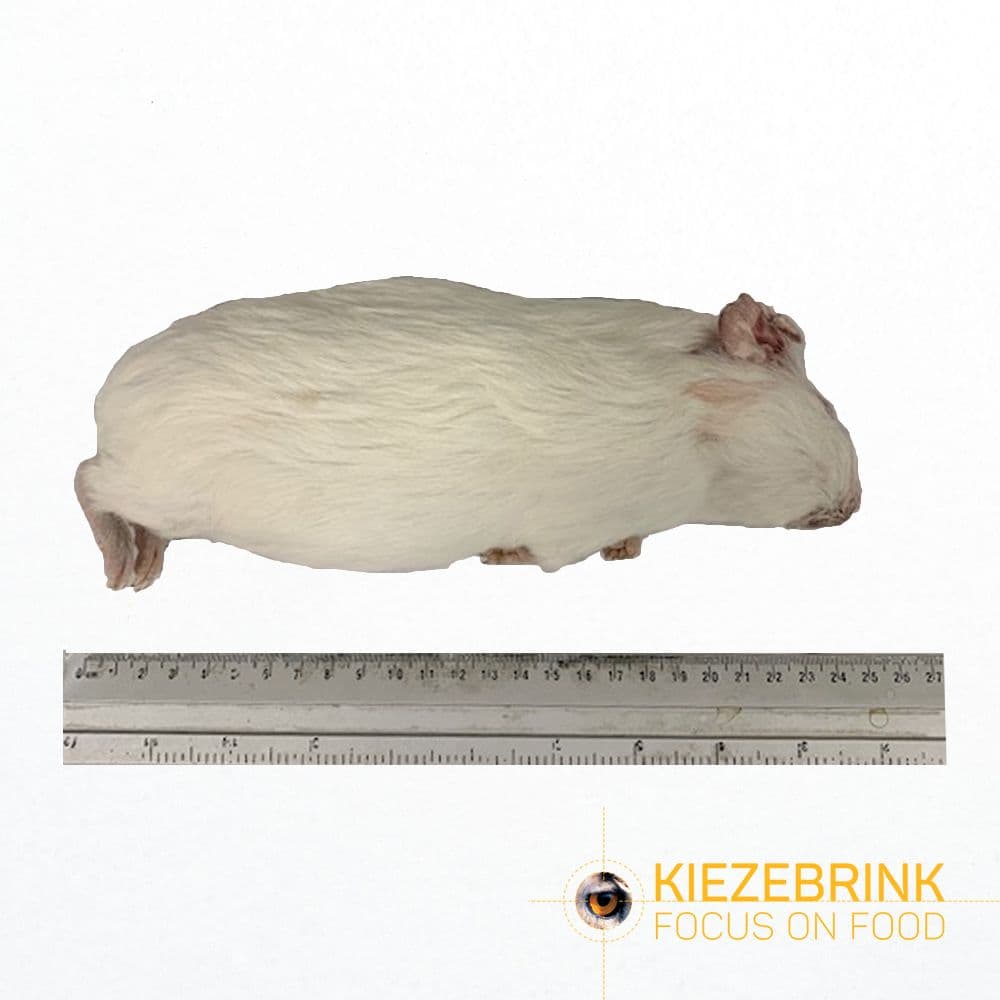 Cavia Medium (300-600 g)