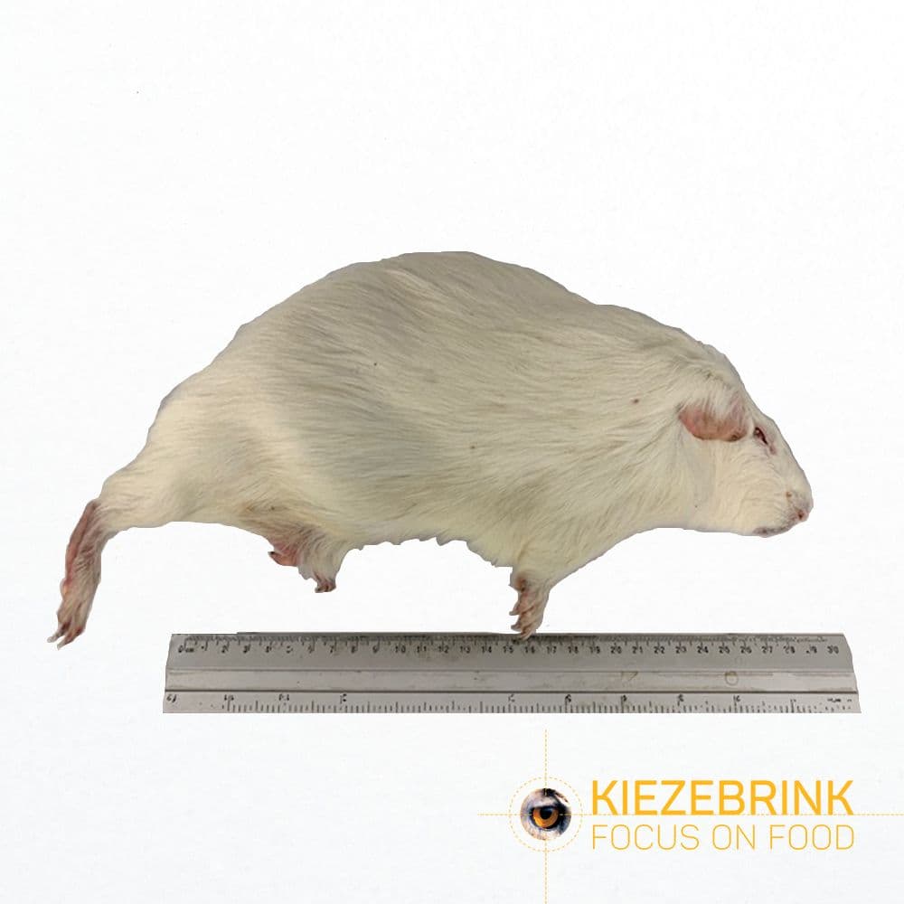 Cavia Large (>600 g)