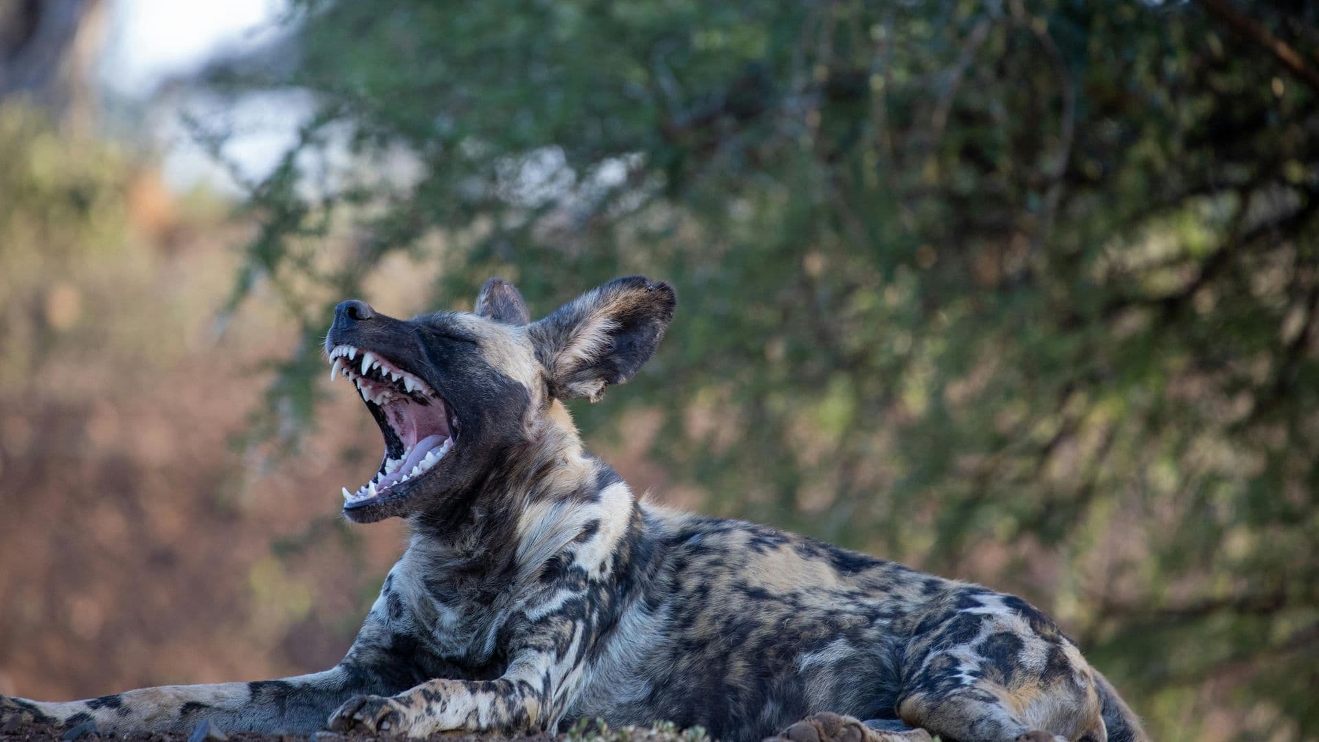 African wild dog gapen