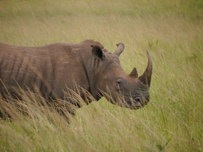 Neushoorn in veld