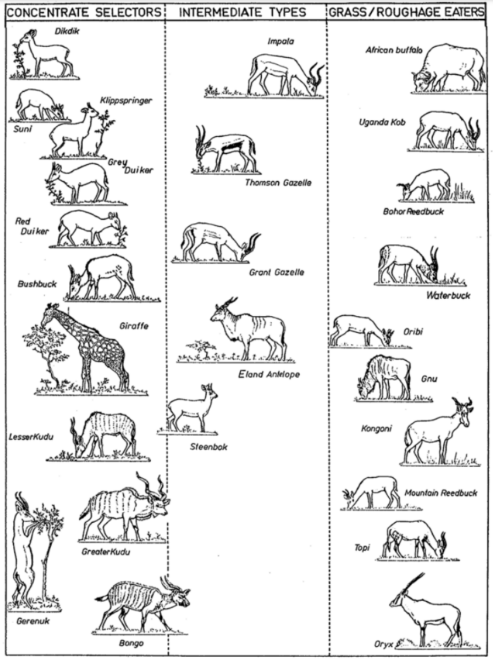 Indeling browsers, intermediates en grazers.png